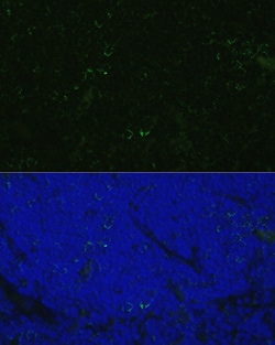 Invitrogen CD4 Polyclonal Antibody 100 μL; Unconjugated:Antibodies,
