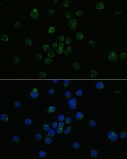 Invitrogen CD4 Polyclonal Antibody 100 μL; Unconjugated:Antibodies,