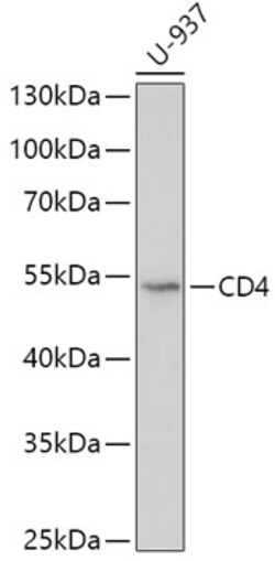 Invitrogen CD4 Polyclonal Antibody 100 μL; Unconjugated:Antibodies,
