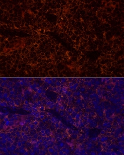 Invitrogen CD45 Polyclonal Antibody 100 &mu;L; Unconjugated:Antibodies,