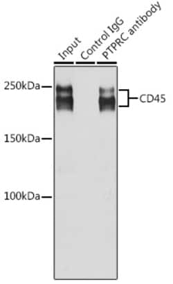 Invitrogen CD45 Polyclonal Antibody 100 &mu;L; Unconjugated:Antibodies,