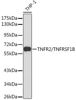Invitrogen TNFR2 Polyclonal Antibody 100 &mu;L | Buy Online | Invitrogen&trade; | Fisher Scientific
