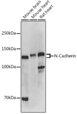 Invitrogen N-cadherin Polyclonal Antibody 100 &mu;L; Unconjugated:Antibodies,