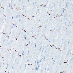 Invitrogen N-cadherin Polyclonal Antibody 100 &mu;L; Unconjugated:Antibodies,