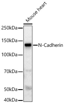 Invitrogen N-cadherin Polyclonal Antibody 100 &mu;L; Unconjugated:Antibodies,