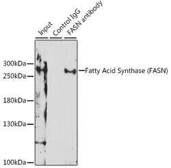 Invitrogen FASN Polyclonal Antibody 100 &mu;L; Unconjugated:Antibodies,
