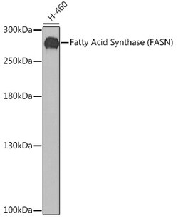 Invitrogen FASN Polyclonal Antibody 100 &mu;L; Unconjugated:Antibodies,