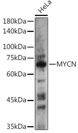 Invitrogen n-Myc Polyclonal Antibody 100 &mu;L | Buy Online | Invitrogen&trade; | Fisher Scientific