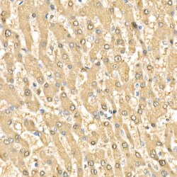 Invitrogen RelB Polyclonal Antibody 100 &mu;L; Unconjugated:Antibodies,