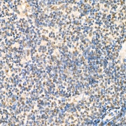 Invitrogen RelB Polyclonal Antibody 100 &mu;L; Unconjugated:Antibodies,