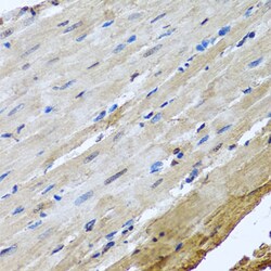 NuMA Polyclonal Antibody, Invitrogen 100 &mu;L; Unconjugated:Antibodies,