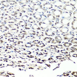 NuMA Polyclonal Antibody, Invitrogen 100 &mu;L; Unconjugated:Antibodies,