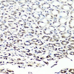 NuMA Polyclonal Antibody, Invitrogen 100 &mu;L; Unconjugated:Antibodies,