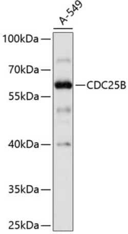 Invitrogen CDC25B Polyclonal Antibody 100 &mu;L; Unconjugated:Antibodies,