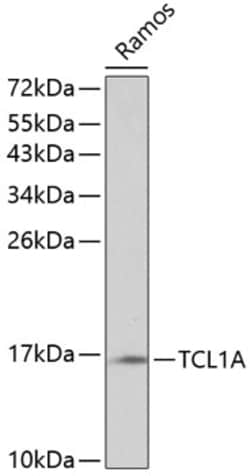Invitrogen TCL1 Polyclonal Antibody 100 &mu;L; Unconjugated:Antibodies,