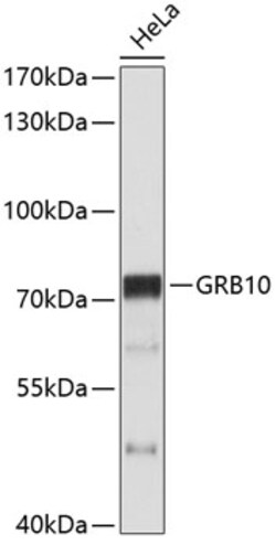 Invitrogen GRB10 Polyclonal Antibody 100 &mu;L; Unconjugated:Antibodies,
