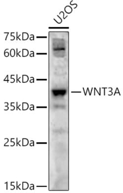 Invitrogen WNT3A Polyclonal Antibody 100 &mu;L; Unconjugated:Antibodies,