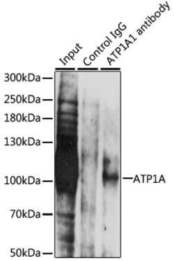 Invitrogen ATP1A1 Polyclonal Antibody 100 &mu;L; Unconjugated:Antibodies,