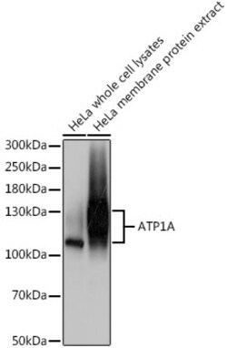 Invitrogen ATP1A1 Polyclonal Antibody 100 &mu;L; Unconjugated:Antibodies,
