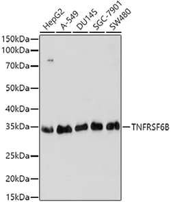 Invitrogen DcR3 Polyclonal Antibody 100 &mu;L; Unconjugated:Antibodies,