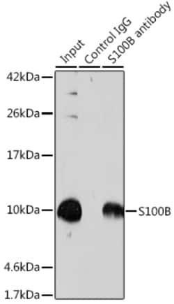 Invitrogen S100B Polyclonal Antibody 100 &mu;L; Unconjugated:Antibodies,