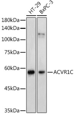 Invitrogen ACVR1C Polyclonal Antibody 100 &mu;L; Unconjugated:Antibodies,