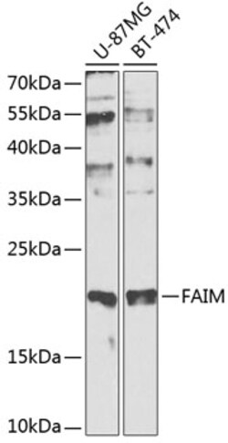 Invitrogen FAIM Polyclonal Antibody 100 &mu;L; Unconjugated:Antibodies,