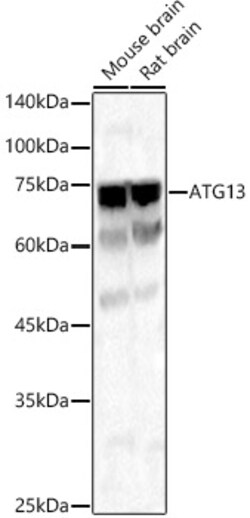 Invitrogen ATG13 Polyclonal Antibody 100 &mu;L; Unconjugated:Antibodies,