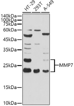Invitrogen MMP7 Polyclonal Antibody 100 &mu;L; Unconjugated:Antikörper