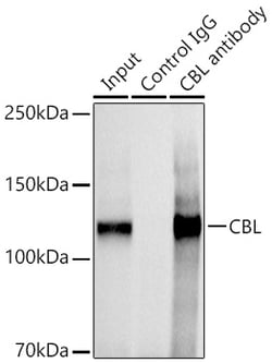 Invitrogen c-Cbl Polyclonal Antibody 100 &mu;L; Unconjugated:Antibodies,