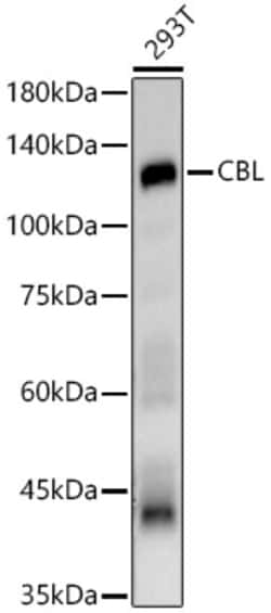 Invitrogen c-Cbl Polyclonal Antibody 100 &mu;L; Unconjugated:Antibodies,