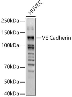 Invitrogen VE-cadherin Polyclonal Antibody 100 &mu;L | Buy Online | Invitrogen&trade; | Fisher Scientific