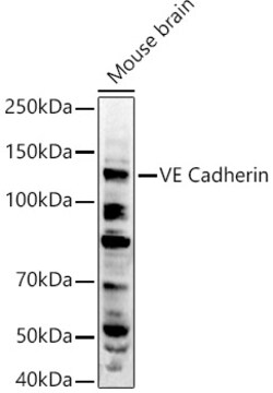 Invitrogen VE-cadherin Polyclonal Antibody 100 &mu;L | Buy Online | Invitrogen&trade; | Fisher Scientific