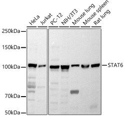 Invitrogen STAT6 Polyclonal Antibody 100 &mu;L; Unconjugated:Antibodies,