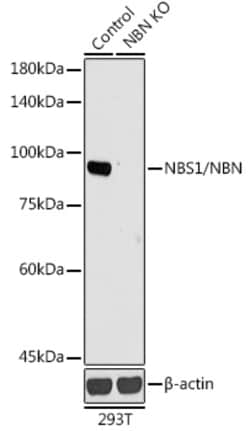 Invitrogen NBS1 Polyclonal Antibody 100 &mu;L; Unconjugated:Antibodies,