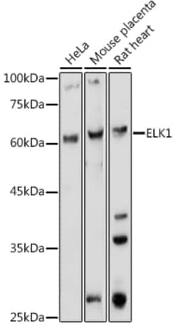 Invitrogen ELK1 Polyclonal Antibody 100 &mu;L; Unconjugated:Antibodies,