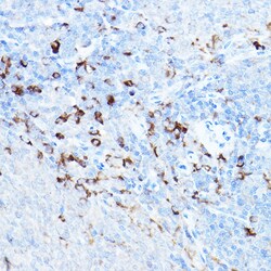 Invitrogen cIAP2 Polyclonal Antibody 100 &mu;L; Unconjugated:Antibodies,