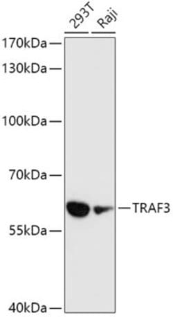 TRAF3 Polyclonal Antibody, Invitrogen 100 &mu;L; Unconjugated:Antibodies,