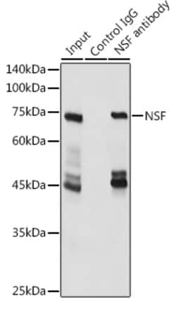 Invitrogen NSF Polyclonal Antibody 100 &mu;L | Buy Online | Invitrogen&trade; | Fisher Scientific