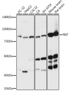 Invitrogen NSF Polyclonal Antibody 100 &mu;L | Buy Online | Invitrogen&trade; | Fisher Scientific