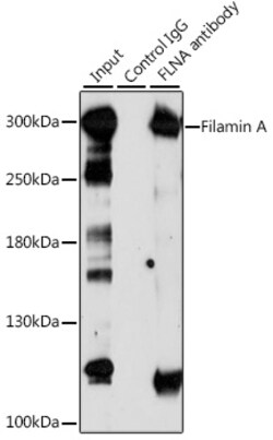 Filamin A Polyclonal Antibody, Invitrogen 100 &mu;L | Buy Online | Thermo Scientific | Fisher Scientific