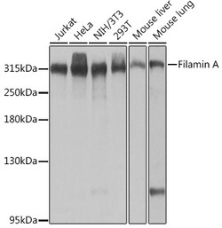 Filamin A Polyclonal Antibody, Invitrogen 100 &mu;L | Buy Online | Thermo Scientific | Fisher Scientific