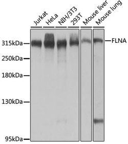 Filamin A Polyclonal Antibody, Invitrogen 100 &mu;L | Buy Online | Thermo Scientific | Fisher Scientific