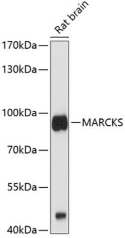 Invitrogen MARCKS Polyclonal Antibody 100 &mu;L; Unconjugated:Antibodies,