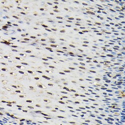 Invitrogen SFPQ Polyclonal Antibody 100 &mu;L; Unconjugated:Antibodies,
