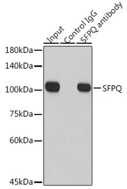 Invitrogen SFPQ Polyclonal Antibody 100 &mu;L; Unconjugated:Antibodies,