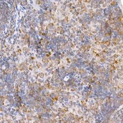 Invitrogen TRAF2 Polyclonal Antibody 100 &mu;L; Unconjugated:Antibodies,
