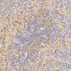Invitrogen TRAF2 Polyclonal Antibody 100 &mu;L; Unconjugated:Antibodies,