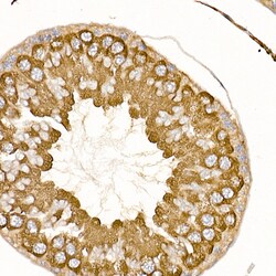Invitrogen TRAF2 Polyclonal Antibody 100 &mu;L; Unconjugated:Antibodies,