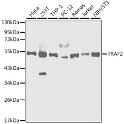 Invitrogen TRAF2 Polyclonal Antibody 100 &mu;L; Unconjugated:Antibodies,